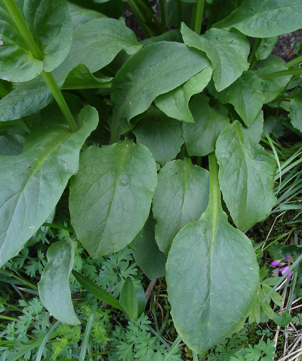 Image of Doronicum turkestanicum specimen.