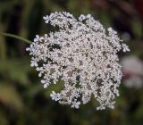 Daucus carota