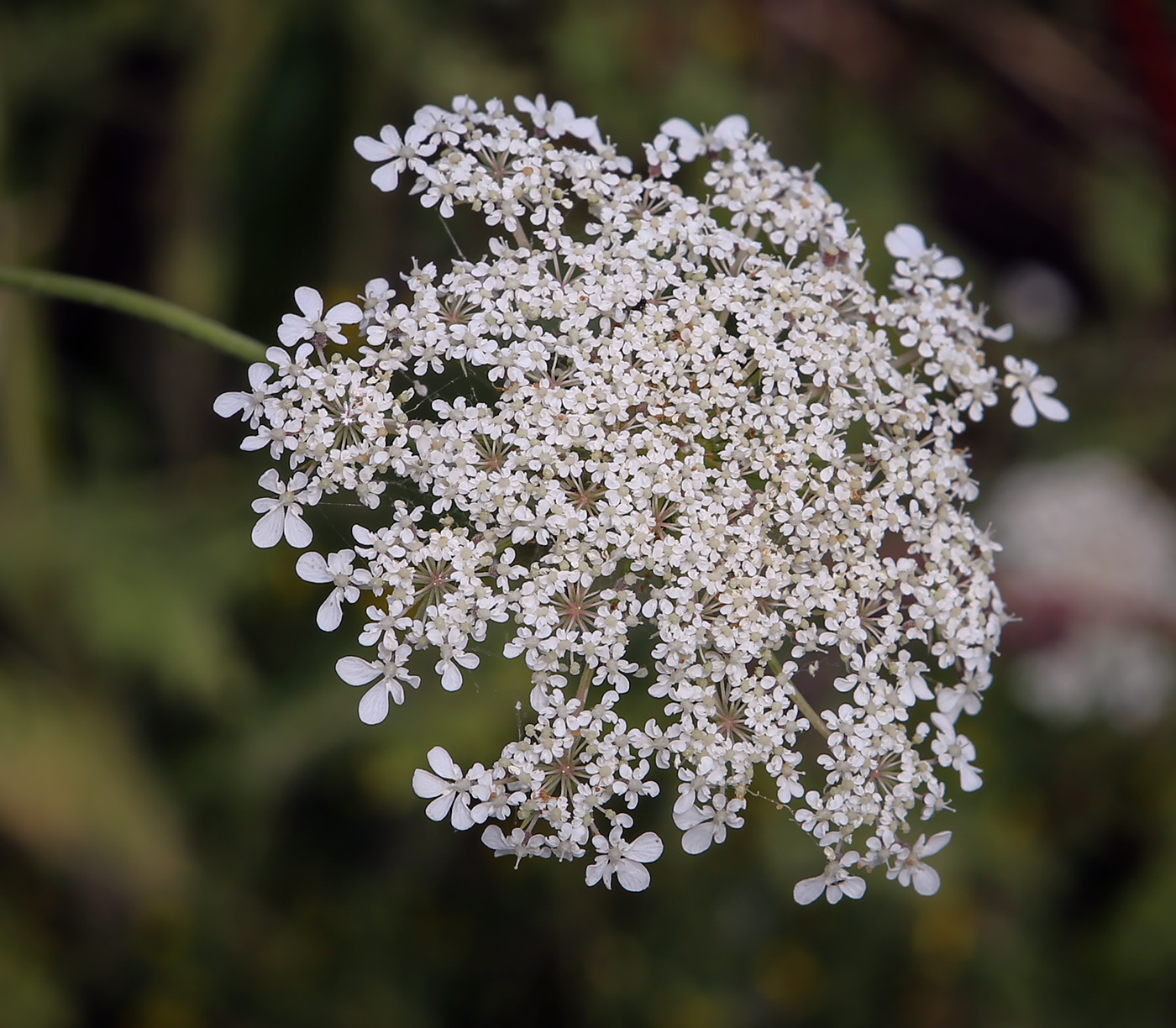 Изображение особи Daucus carota.