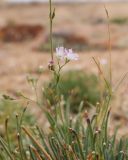 Gypsophila rupestris. Соцветие (вторичное цветение) и части вегетативных побегов. Казахстан, Карагандинская обл., Актогайский р-н, 63 км ССЗ г. Балхаш; Центральноказахстанский мелкосопочник, гранитный сопочный массив (батолит) Бектауата, пологонаклонный цоколь батолита, панцирь из плоских гранитных плит с участками дресвы между ними и по трещинам; группировка пустынно-степных петрофитов на дресве. 08.09.2025.