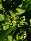 Rumex maritimus. Часть побега с соцветием. Хабаровский край, г. Комсомольск-на-Амуре, зарастающий карьер. 14.09.2025.