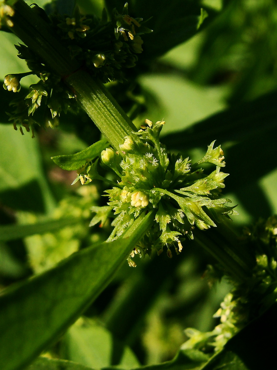 Изображение особи Rumex maritimus.