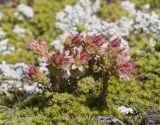 Sedum tenellum
