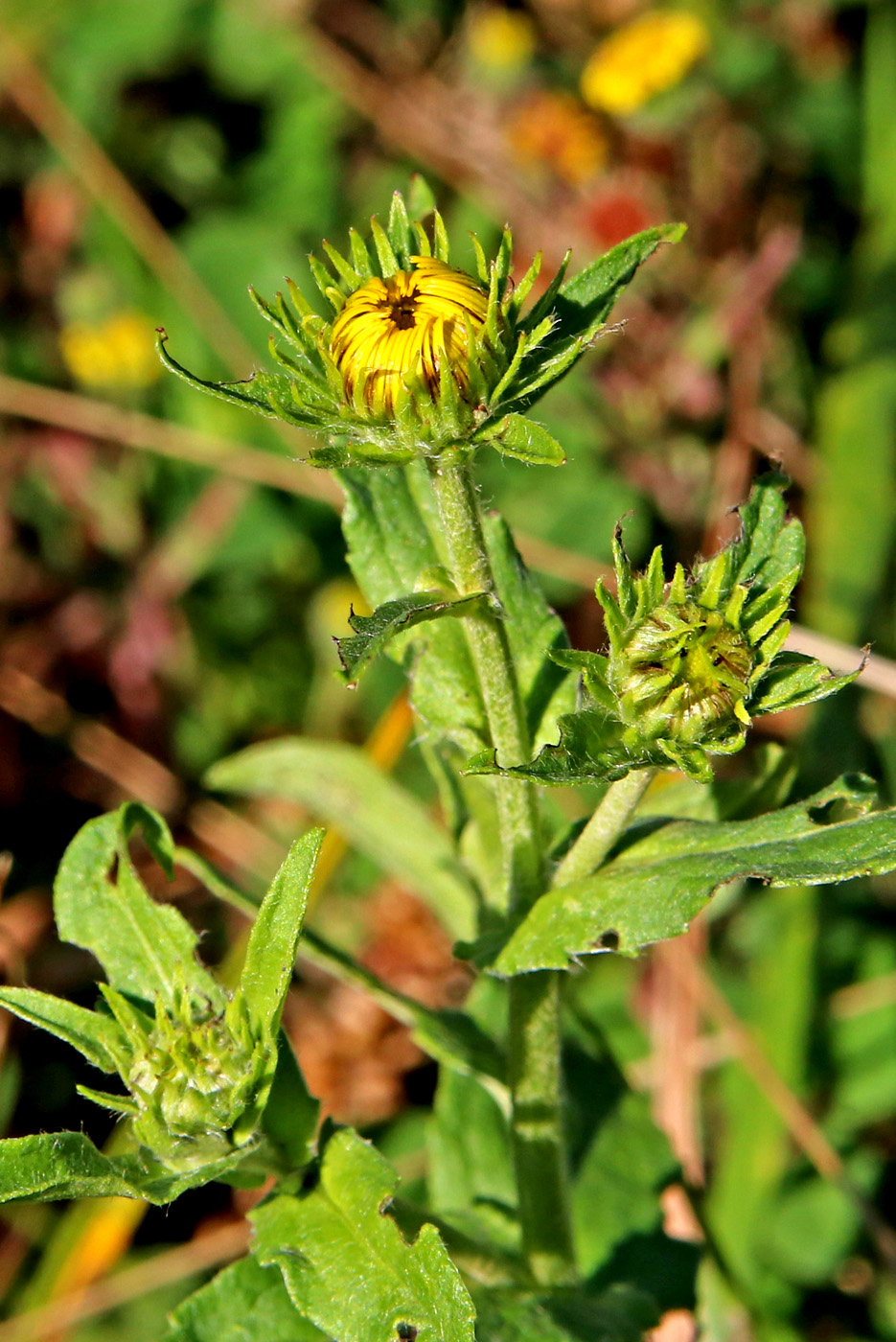 Изображение особи Inula britannica.