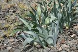 Iris glaucescens. Плодоносящие растения. Казахстан, Алматинская обл., хр. Торайгыр, каньон по левому берегу р. Чарын в 3 км к с.-з. от ур. Куртогай, щебнистый склон ущелья. 7 июня 2025 г.