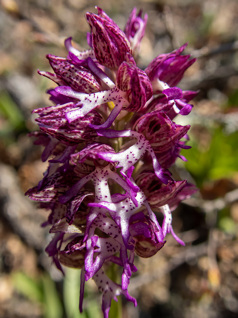 Image of Orchis &times; angusticruris specimen.