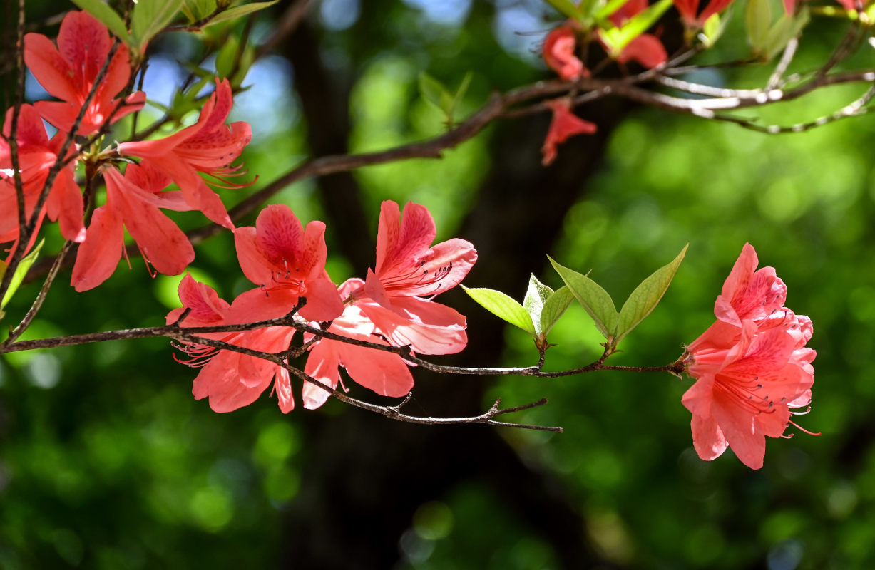 Image of Rhododendron kaempferi specimen.