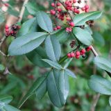 Zanthoxylum simulans. Листья и созревающее соплодие. Республика Абхазия, г. Гагра, на лестнице заброшенной дачи. 05.01.2026.