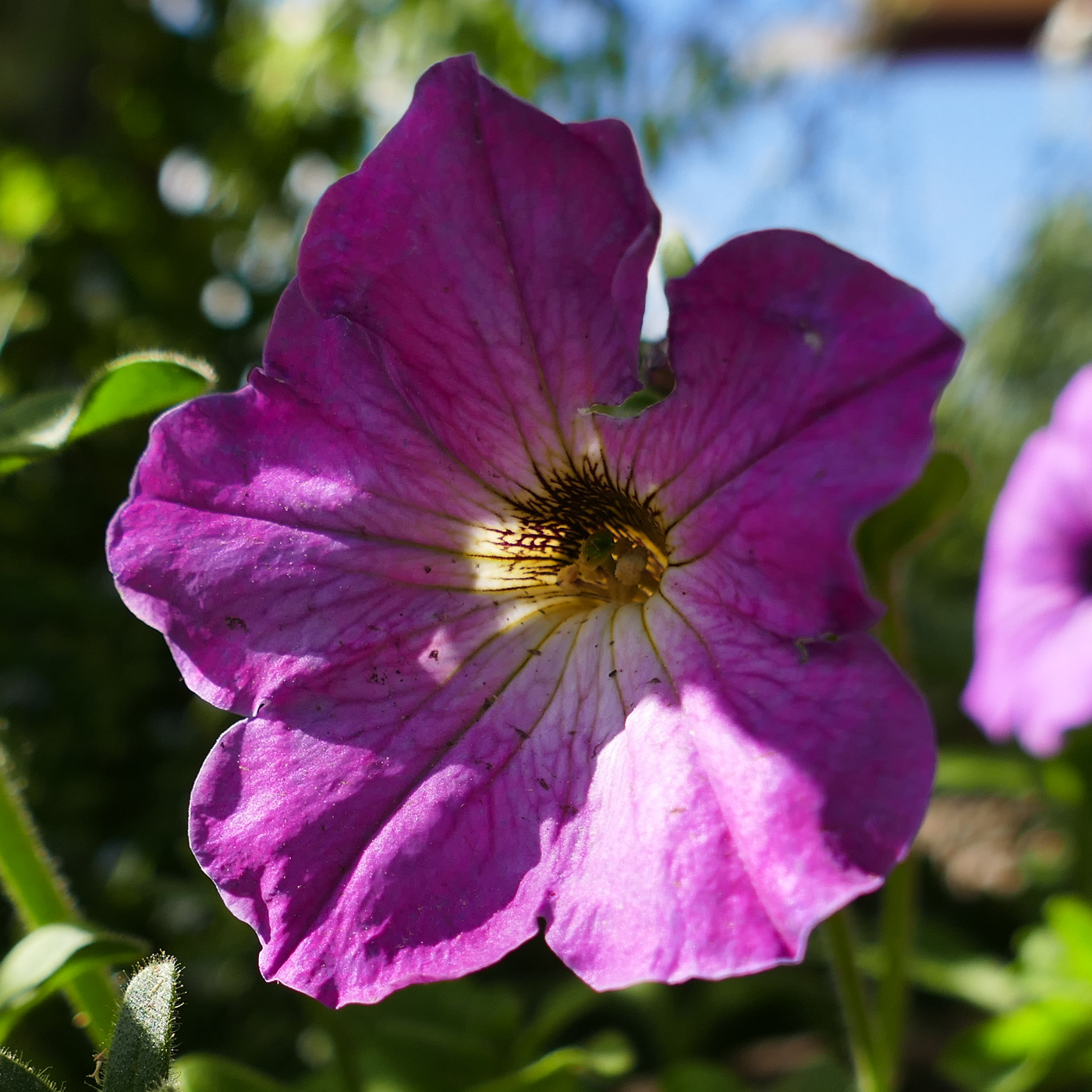 Image of Petunia &times; atkinsiana specimen.