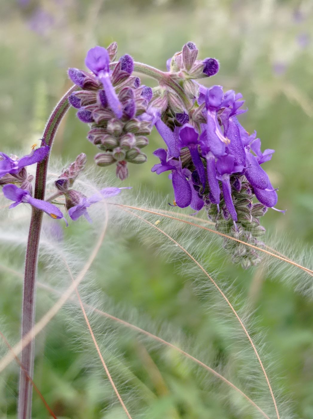 Изображение особи Salvia nutans.