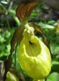 Cypripedium calceolus. Цветок. Костромская обл., заповедник \"Кологривский лес\", окраина минератрофного болота в пойме реки Вонюх. 10.06.2010.