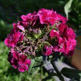Dianthus barbatus. Соцветие с цветками и завязавшимися плодами. Свердловская обл., окр. г. Североуральск, дачный участок. 02.08.2021.