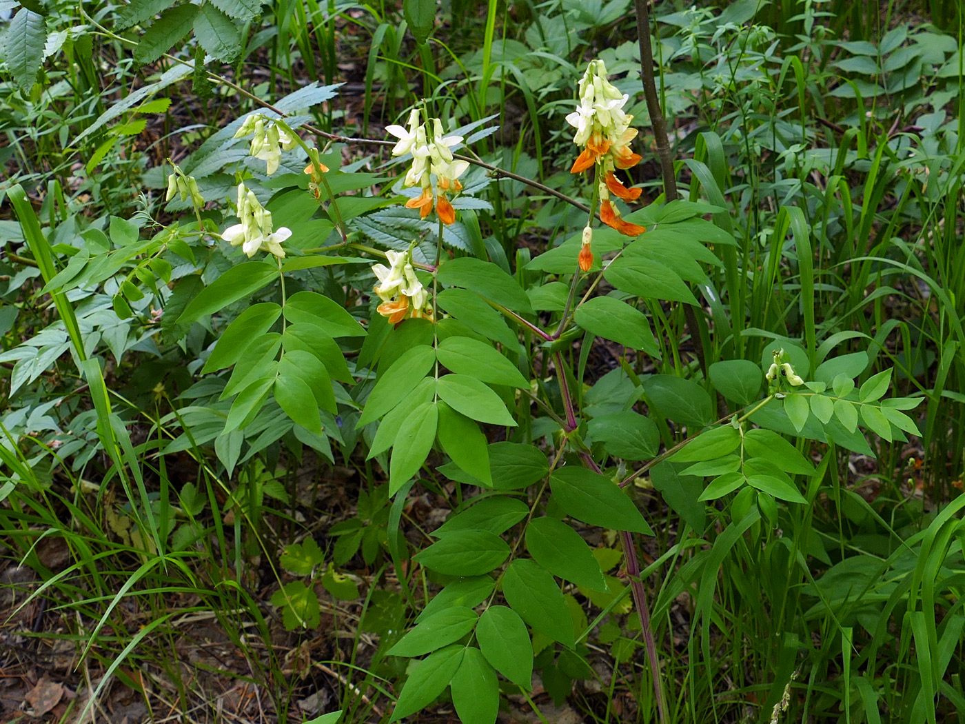 Изображение особи Lathyrus gmelinii.