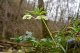 Helleborus caucasicus