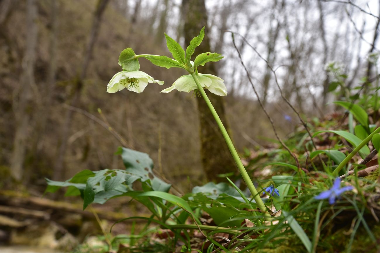Изображение особи Helleborus caucasicus.