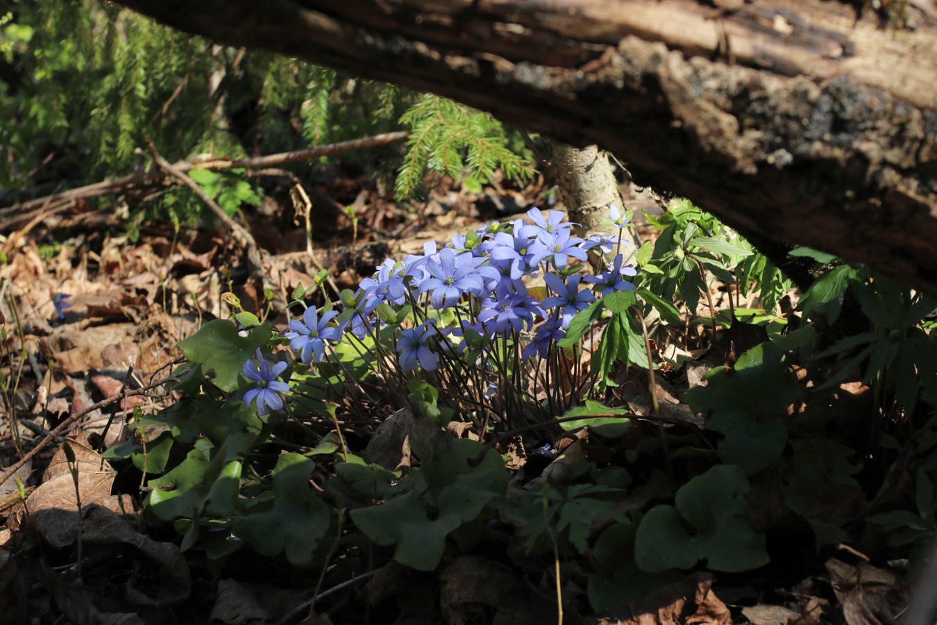 Image of Hepatica nobilis specimen.