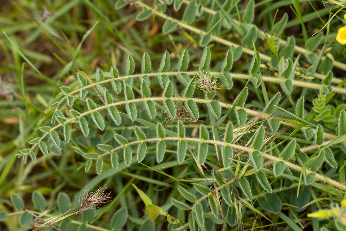 Image of Astragalus longipetalus specimen.