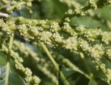 Castanea sativa. Часть соцветия. Испания, Каталония, пров. Барселона, комарка Осона, муниципалитет Виланова-де-Сау, водохранилище Сау, залесённый склон сев. экспозиции, обочина дороги. 31.05.2026.