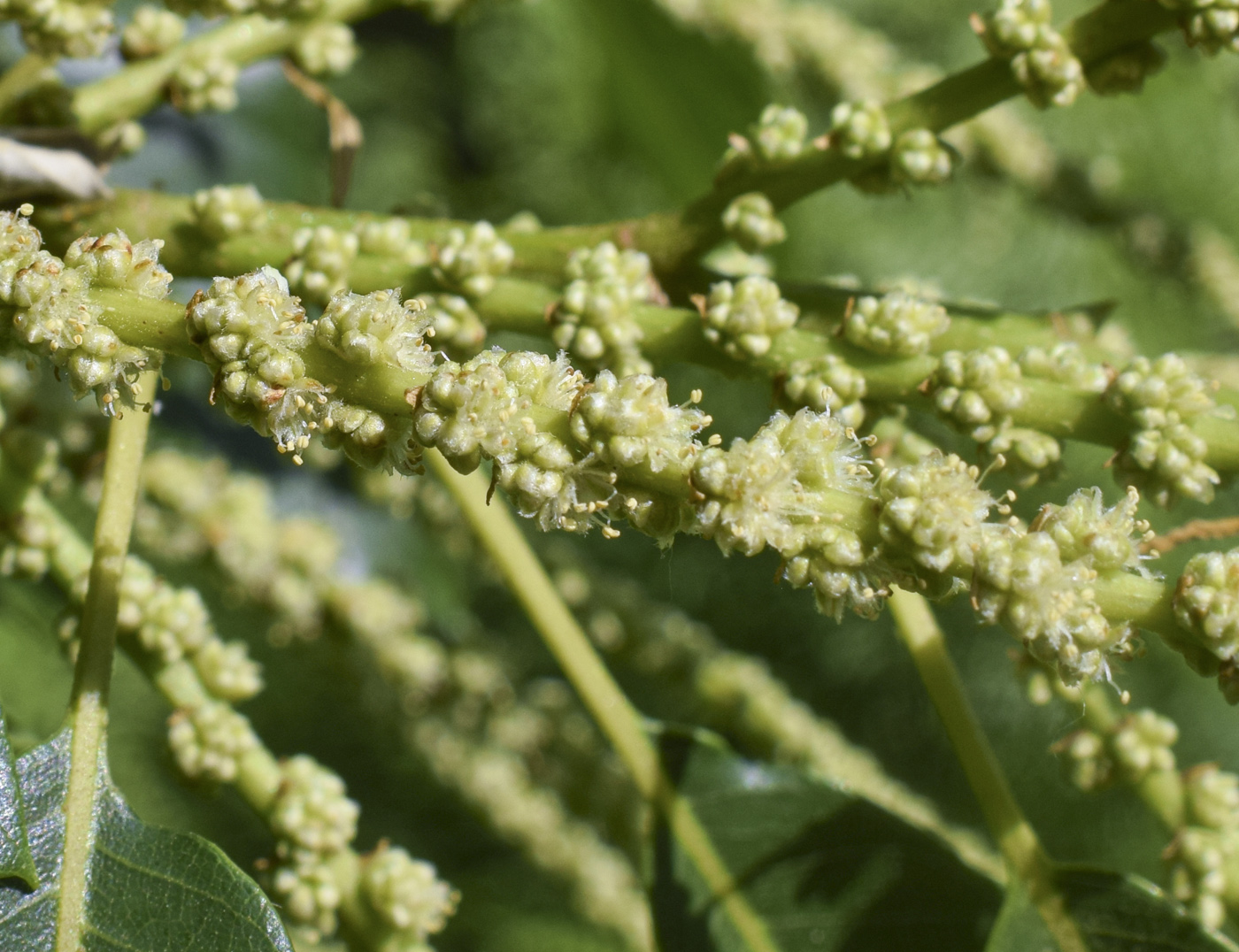 Image of Castanea sativa specimen.