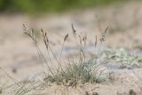 Festuca vorobievii. Цветущее растение. Приморский край, Лазовский р-н, Лазовский запов., берег бухты Просёлочная, песчаная морская терраса. 13.06.2026.