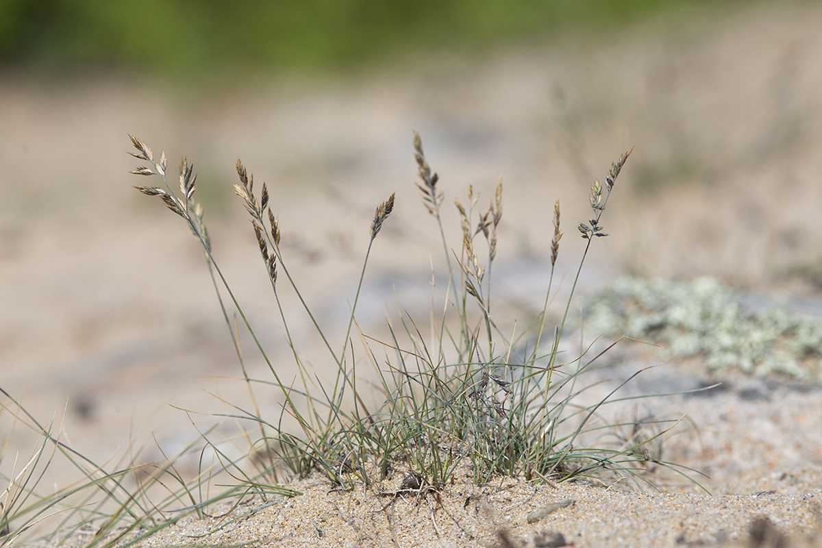 Image of Festuca vorobievii specimen.