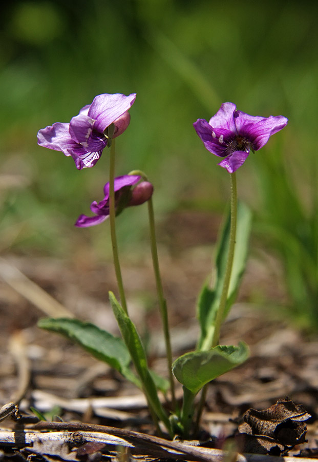 Image of Viola mandshurica specimen.