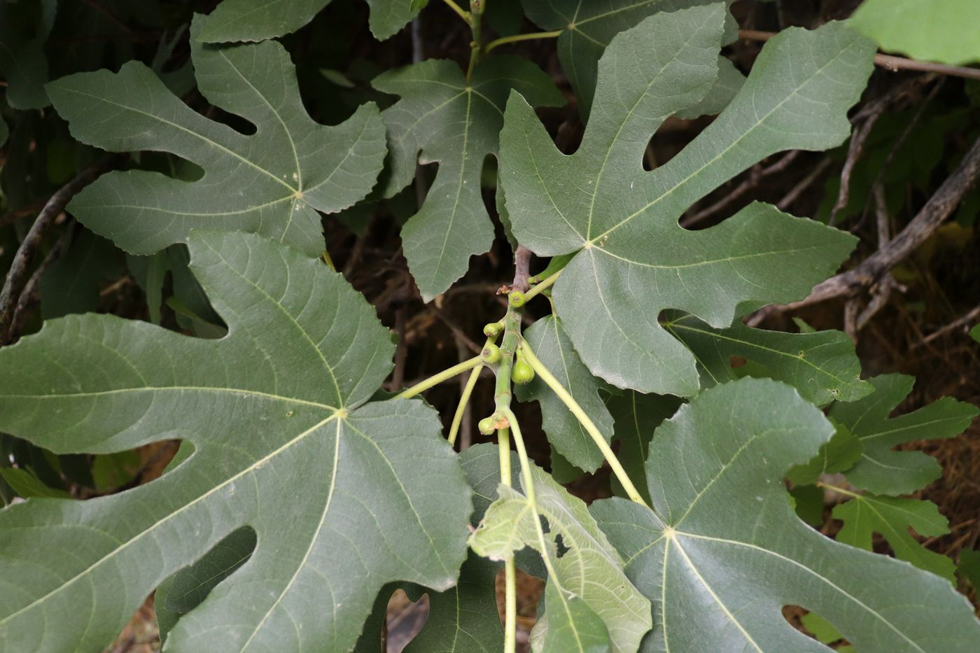 Image of Ficus carica specimen.