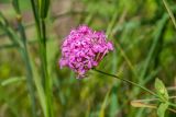 Silene compacta. Соцветие. Республика Адыгея, Майкопский р-н, к югу от станицы Абадзехская, левый берег р. Белая. 06.06.2026.