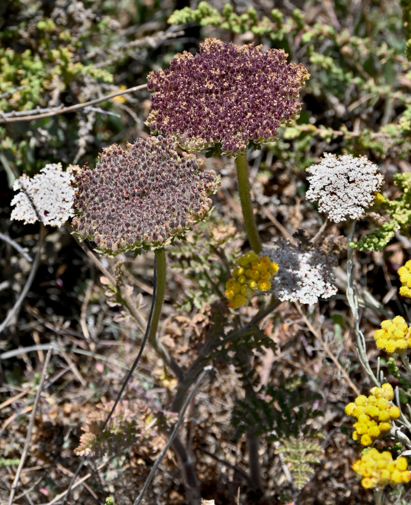 Изображение особи род Daucus.
