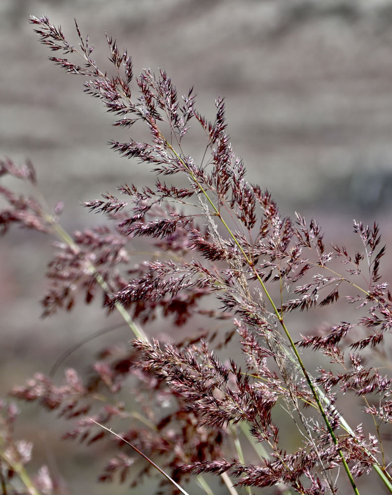 Изображение особи род Calamagrostis.