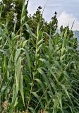 Изображение особи. Автор - Марина Скотникова