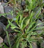 genus Myosotis. Цветущее растение. Карелия, г. Петрозаводск, берег Петрозаводской губы Онежского озера, между камнями. 07.06.2026.