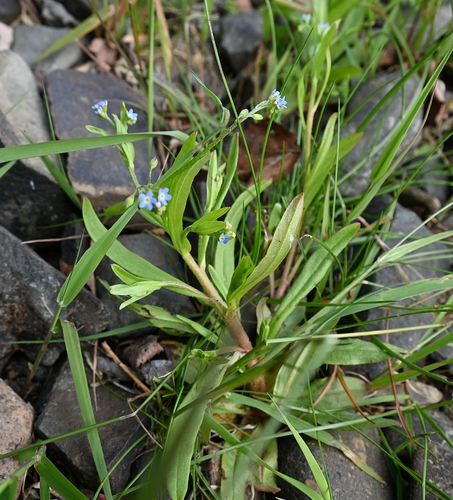 Image of genus Myosotis specimen.