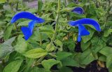 Salvia patens. Часть соцветия. Москва, Аптекарский огород. 23.07.2026.