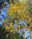 Asimina triloba. Средняя часть растения. Волгоград, Красноармейский р-н, дендрарий. 23.10.2026.