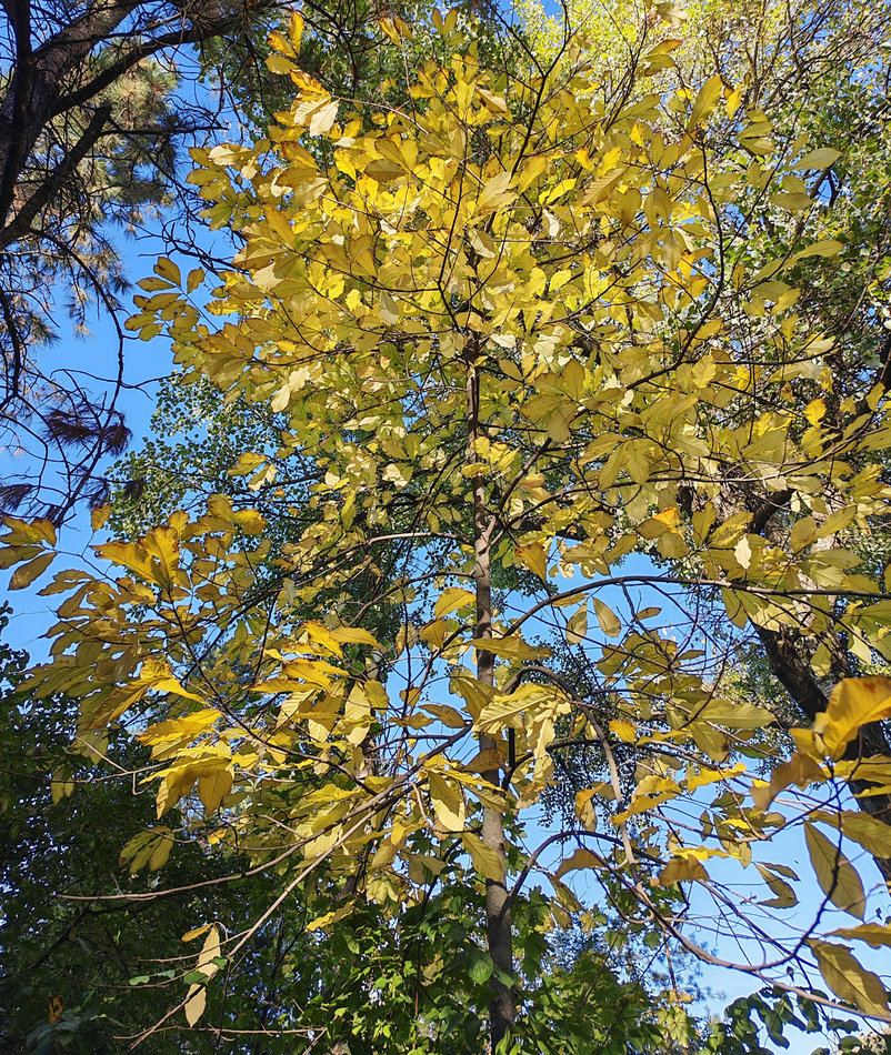 Image of Asimina triloba specimen.