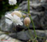 Oberna crispata