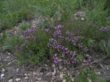 Thymus pastoralis