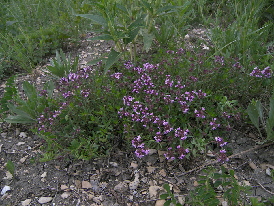 Изображение особи Thymus pastoralis.