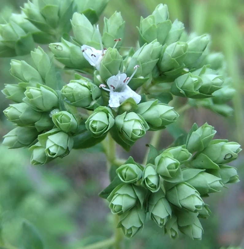 Изображение особи Origanum vulgare.