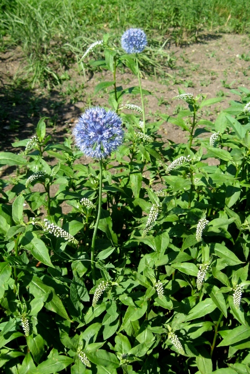 Image of Allium caeruleum specimen.
