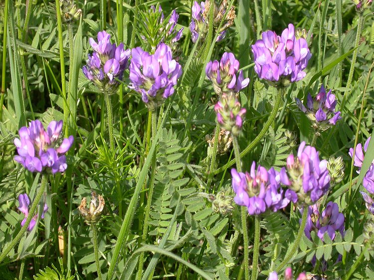 Изображение особи Astragalus danicus.