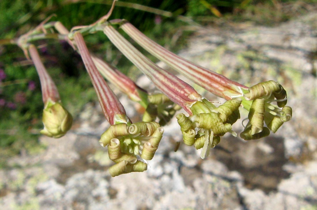Image of Silene bupleuroides specimen.