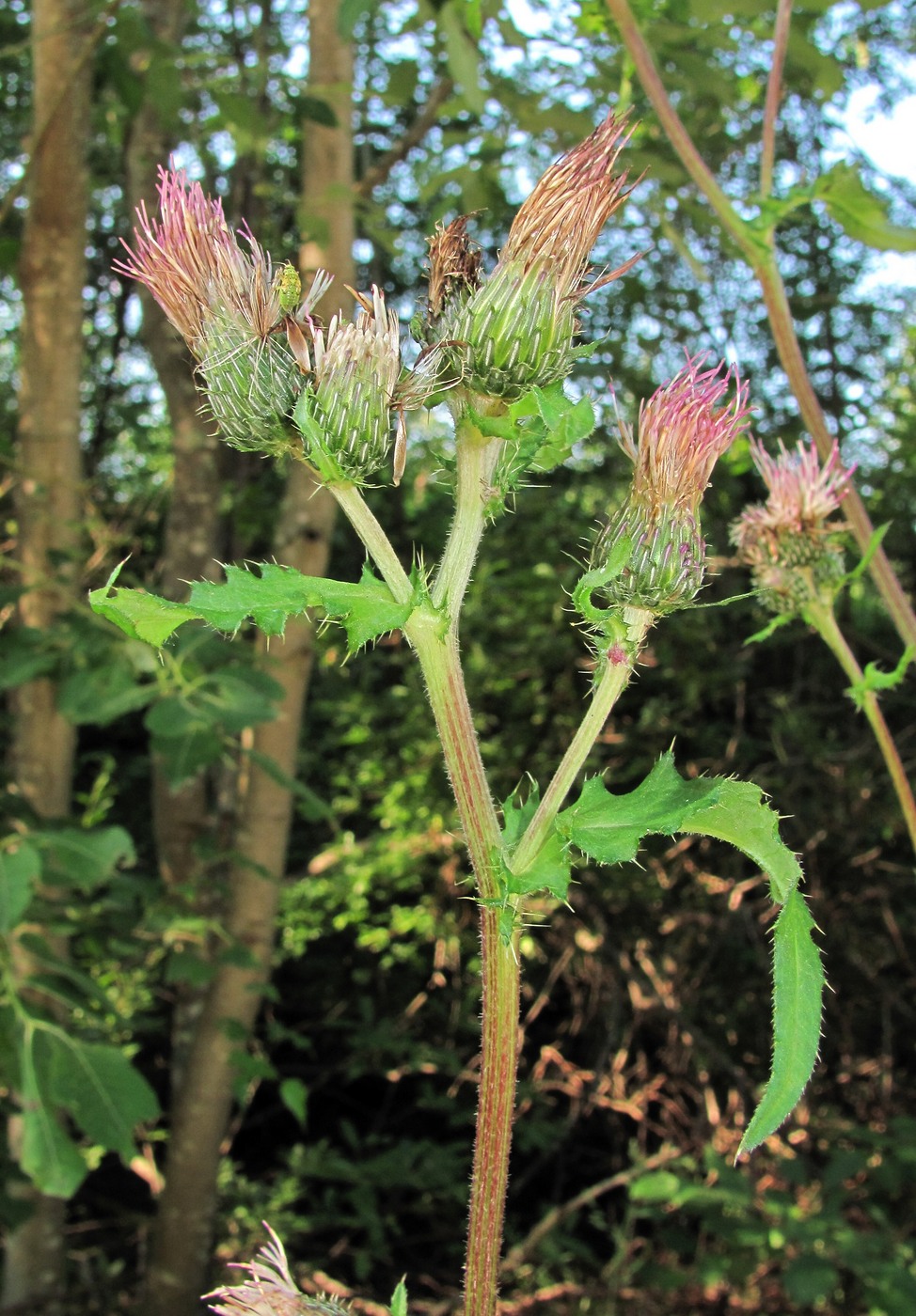 Image of Cirsium &times; hybridum specimen.