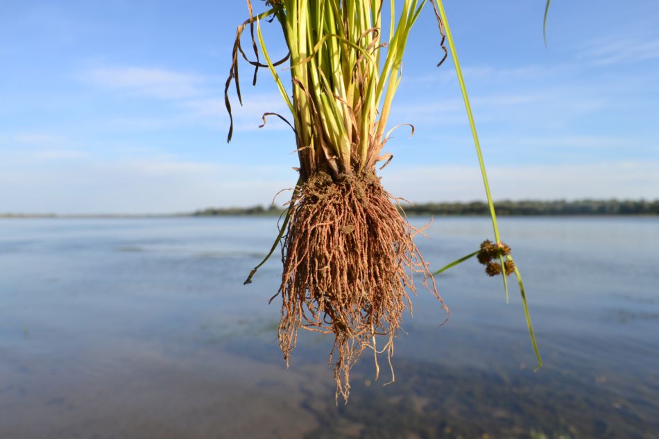 Изображение особи Cyperus difformis.