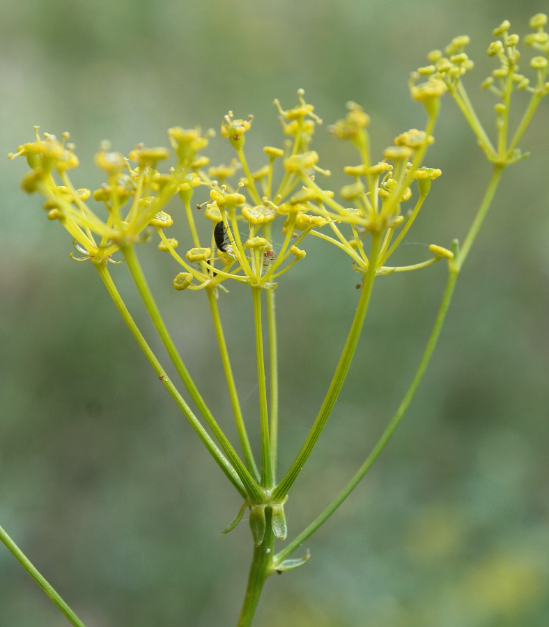 Image of Ferulago galbanifera var. brachyloba specimen.