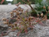 Potentilla tergemina. Верхушка плодоносящего растения. Свердловская обл., окр. г. Североуральск, южная окраина Колонгинского водохранилища, бетонный мост первого шлюза. 14.08.2011.