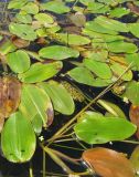 Potamogeton natans. Цветущее и плодоносящее растение. Ярославская обл., Угличский р-н, дер. Масальское, р. Корожечна. 24.06.2011.
