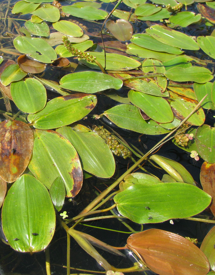 Image of Potamogeton natans specimen.