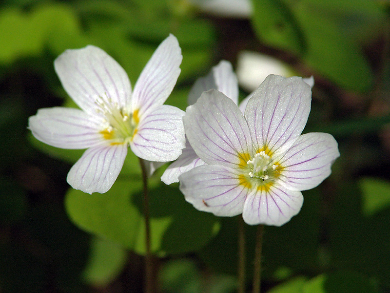 Изображение особи Oxalis acetosella.